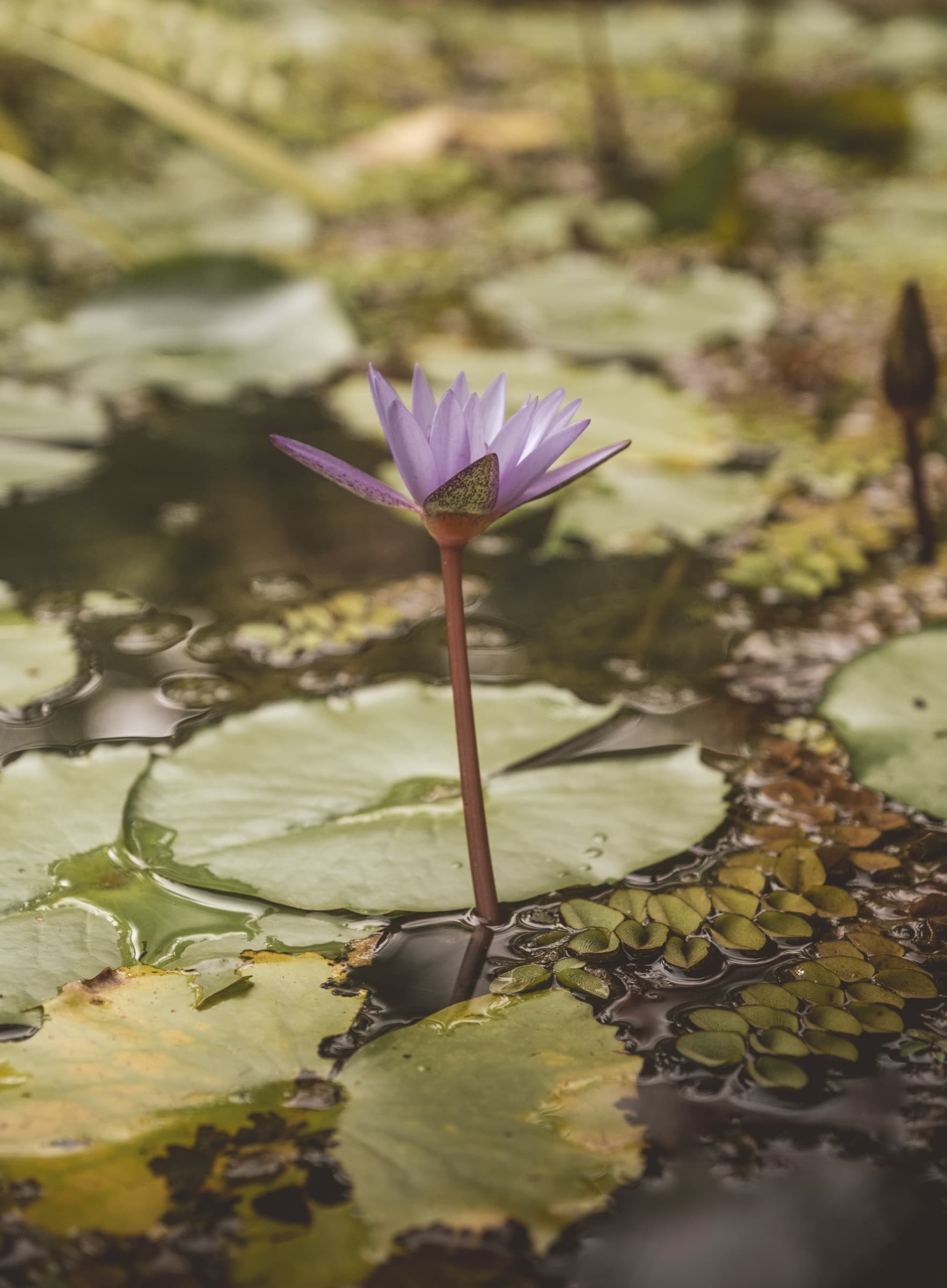 Purple lotus flower in the pond at Wonderland Healing Center