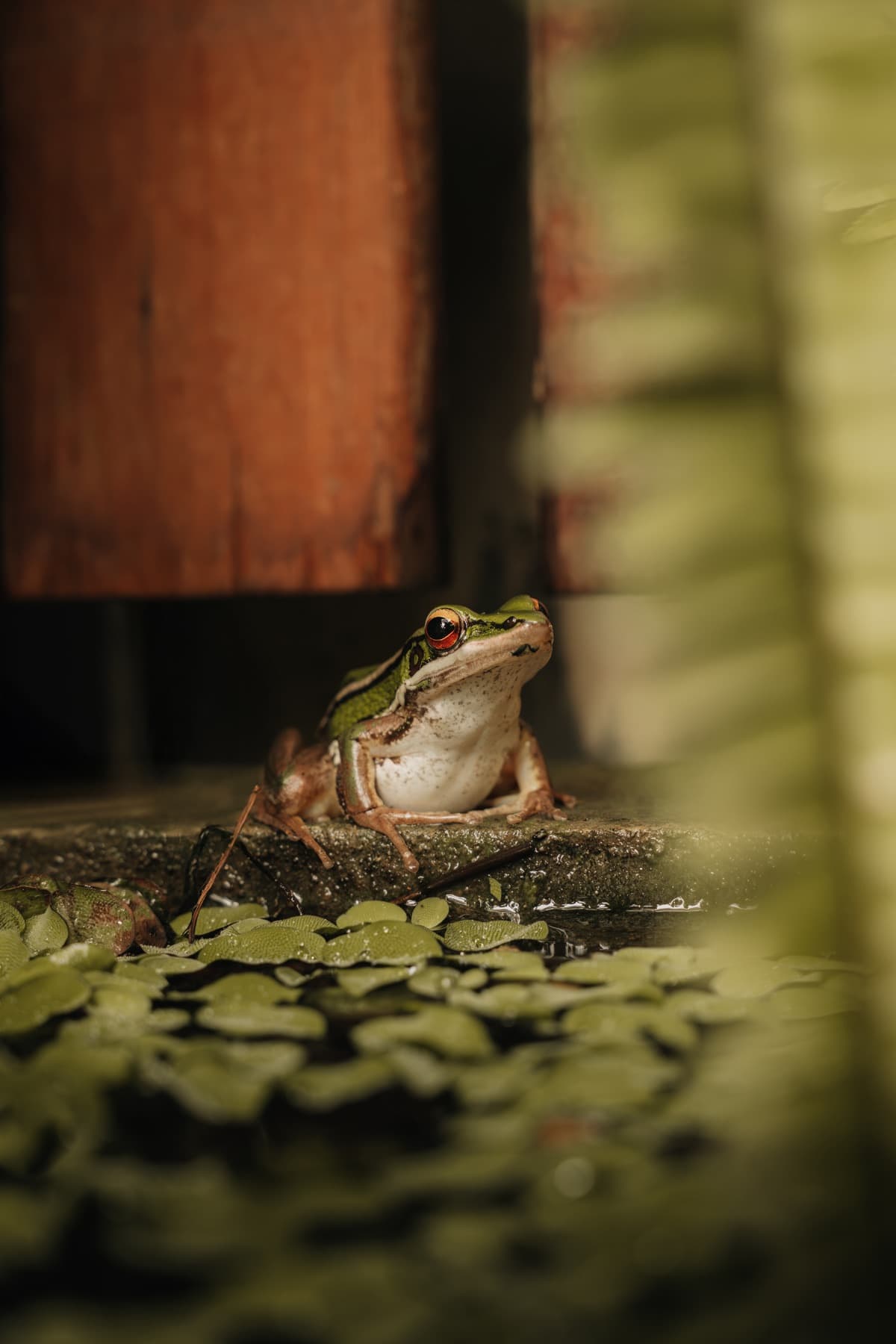 A frog resting by the pond at Wonderland Healing Center